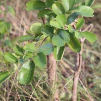 Pterocarpus marsupium Roxb.
